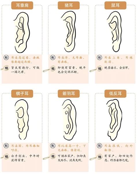 耳珠生毛|面相耳朵图解【最详细版】 – 杨易德全集官网